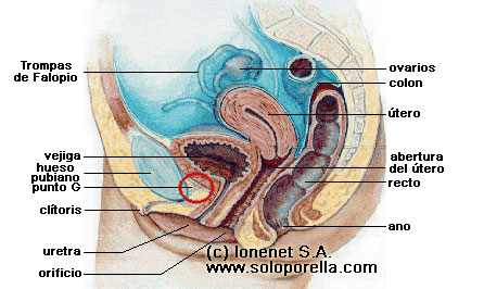 Vista lateral de los genitales femeninos internos