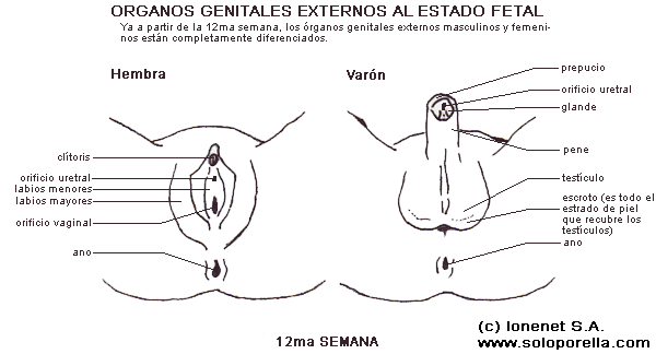 Organos genitales externos embrionales desde la 12da semana