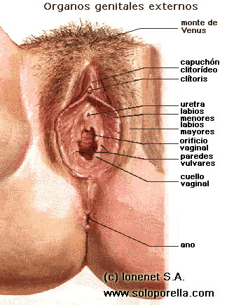 Los órganos genitales externos femeninos