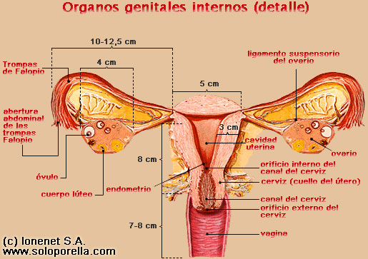 Genitales femeninos internos vista frontal
