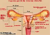 Vista frontal de los órganos genitales internos