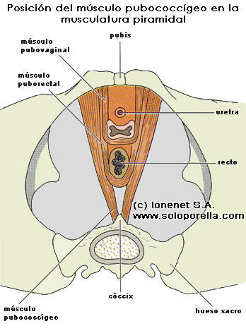 Posicin del msculo PC en la musculatura piramidal