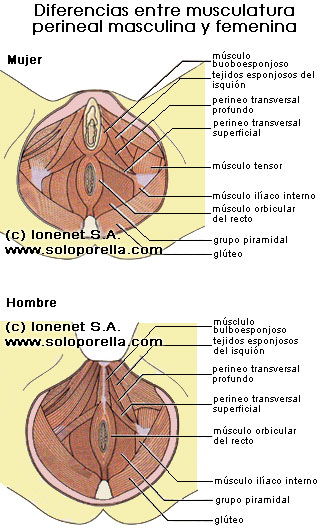 La muscolatura perineal masculina y femenina comparadas