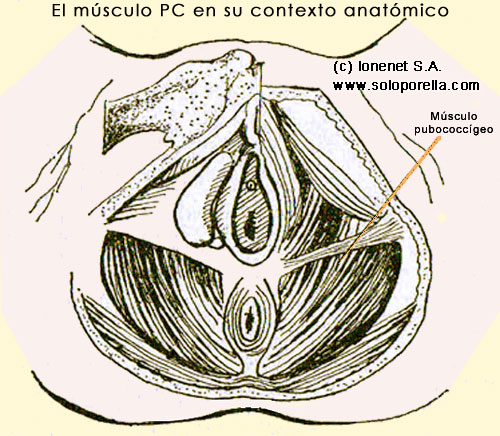 Posición del músculo pubococcígeo en su contexto anatómico muscular