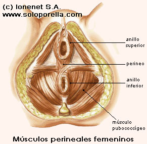 El músculo pubococcígeo envuelve completamente la vagina