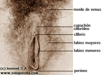 Vista natural de la vulva y de su anatomía