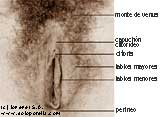 Anatomía de la vulva